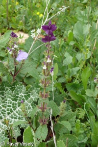 Salvia viridis – šalvěj zahradní