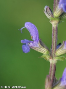 Salvia ×sylvestris – šalvěj hajní × š. luční