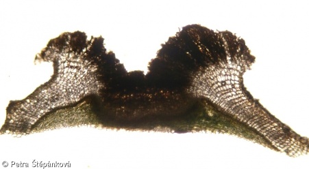 Sambucus nigra – bez černý