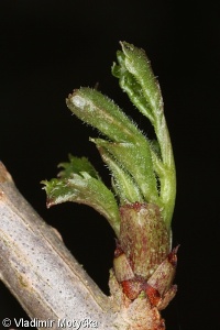 Sambucus nigra – bez černý