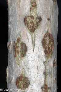 Sambucus nigra &ndash; bez černý