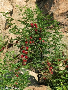 Sambucus racemosa – bez červený