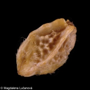 Sanguisorba minor &ndash; krvavec menší