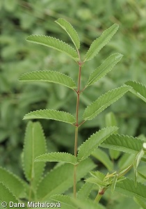 Sanguisorba officinalis – krvavec toten