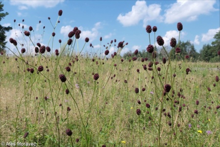 Sanguisorba officinalis – krvavec toten