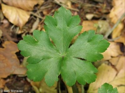 Sanicula europaea &ndash; žindava evropská