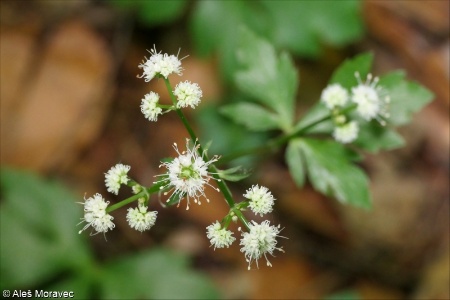 Sanicula europaea &ndash; žindava evropská