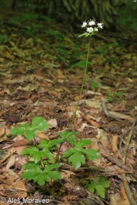 Sanicula europaea &ndash; žindava evropská