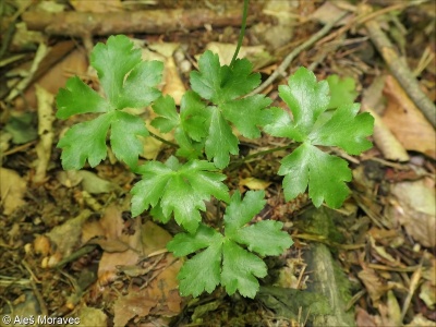 Sanicula europaea &ndash; žindava evropská