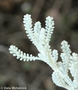 Santolina chamaecyparissus – svatolína cypřiškovitá