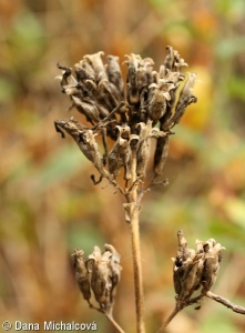 Saponaria officinalis – mydlice lékařská