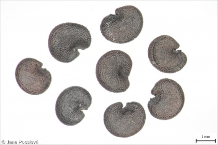 Saponaria officinalis – mydlice lékařská