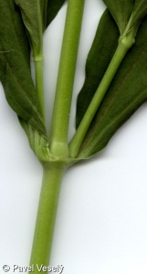 Saponaria officinalis – mydlice lékařská