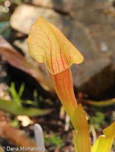 Sarracenia purpurea – špirlice nachová