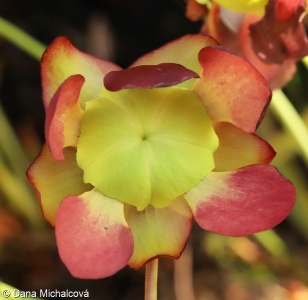 Sarracenia purpurea – špirlice nachová