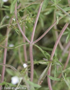 Satureja hortensis – saturejka zahradní