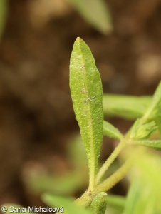 Satureja hortensis – saturejka zahradní