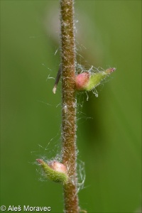 Saxifraga bulbifera – lomikámen cibulkatý
