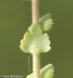Saxifraga bulbifera – lomikámen cibulkatý