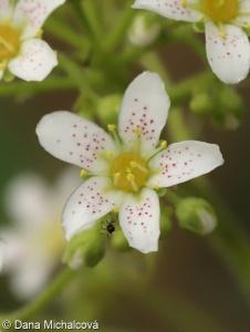 Saxifraga hostii subsp. hostii – lomikámen Hostův pravý