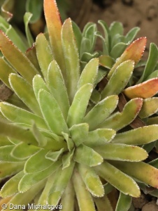 Saxifraga hostii subsp. hostii – lomikámen Hostův pravý