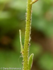 Saxifraga hostii – lomikámen Hostův