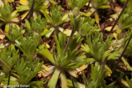 Saxifraga moschata subsp. basaltica – lomikámen pižmový čedičový