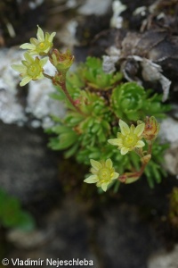 Saxifraga moschata subsp. basaltica – lomikámen pižmový čedičový