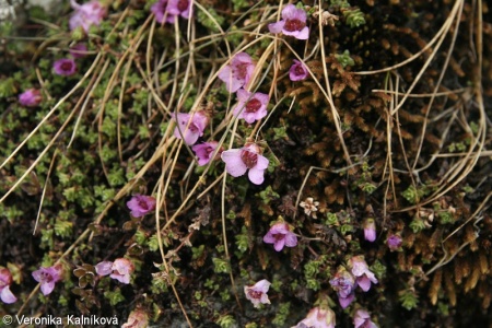 Saxifraga oppositifolia – lomikámen vstřícnolistý