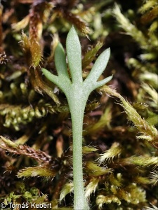 Saxifraga rosacea subsp. sponhemica – lomikámen trsnatý křehký