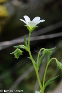 Saxifraga rosacea subsp. sponhemica