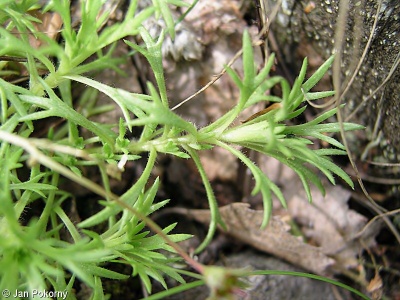Saxifraga rosacea – lomikámen trsnatý