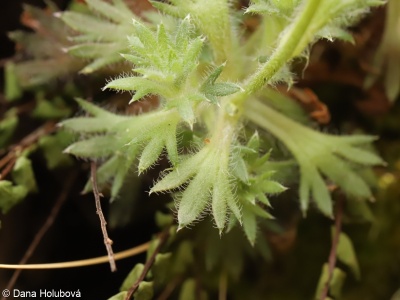 Saxifraga rosacea subsp. sponhemica – lomikámen trsnatý křehký