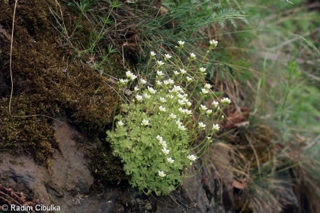 Saxifraga rosacea subsp. steinmannii – lomikámen trsnatý vlnatý