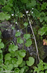 Saxifraga rotundifolia – lomikámen okrouhlolistý