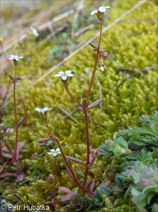 Saxifraga tridactylites