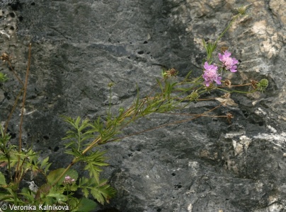 Scabiosa lucida subsp. calcicola – hlaváč lesklý vápnomilný