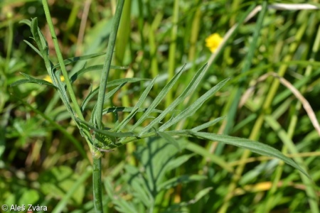 Scabiosa lucida subsp. lucida – hlaváč lesklý pravý