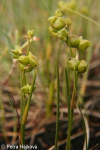 Scheuchzeria palustris – blatnice bahenní