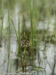 Scheuchzeria palustris – blatnice bahenní