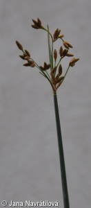 Schoenoplectus lacustris – skřípinec jezerní