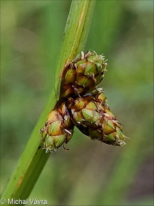 Schoenoplectus mucronatus &ndash; skřípinec osinkatý