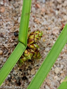 Schoenoplectus mucronatus &ndash; skřípinec osinkatý