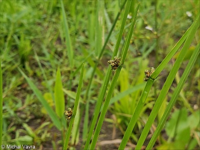Schoenoplectus mucronatus &ndash; skřípinec osinkatý