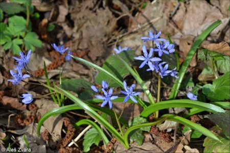 Scilla bifolia