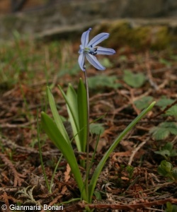 Othocallis siberica – ladoňka sibiřská