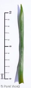 Scilla vindobonensis – ladoňka vídeňská