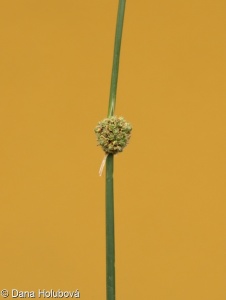 Scirpoides holoschoenus – kamýšek obecný