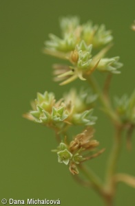 Scleranthus annuus – chmerek roční