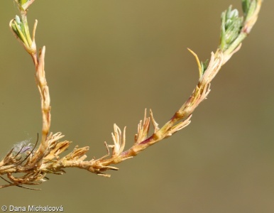 Scleranthus perennis – chmerek vytrvalý